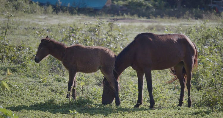 Horses