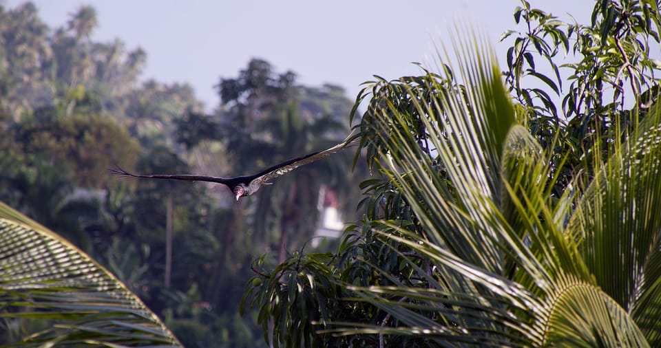 Turkey Vultures