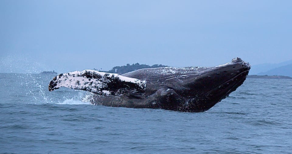 Humpback Whales